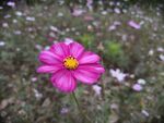 格桑花