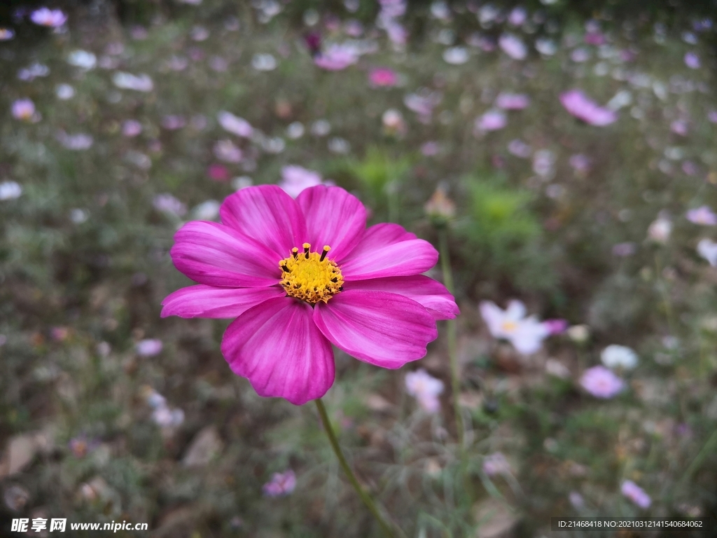 格桑花