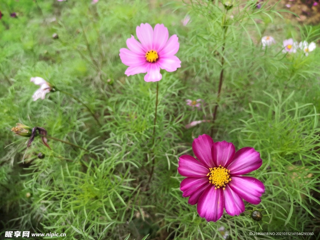 格桑花