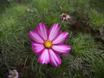 格桑花