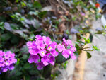 小花2
