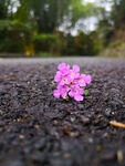 路上小花1
