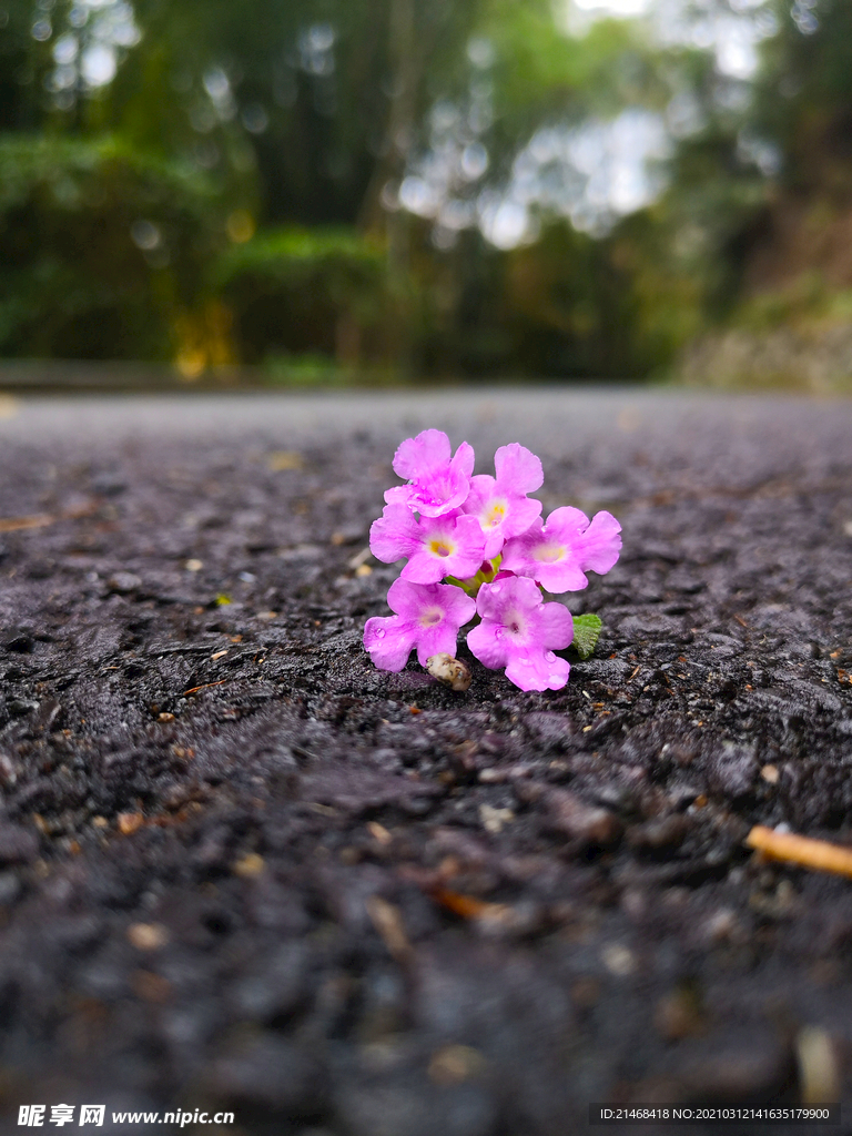 路上小花1