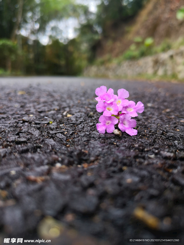 路上小花