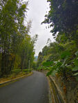 林中小路