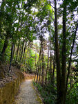 林中小路