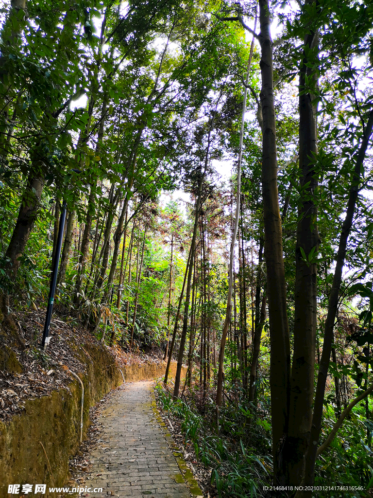 林中小路