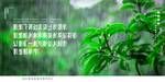 312 植树节