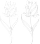 鲜花铅笔画素材