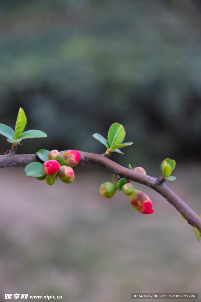 桃花