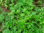 艾草