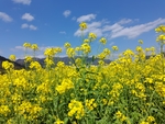 油菜花