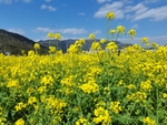 油菜花