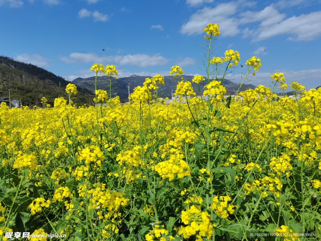 油菜花