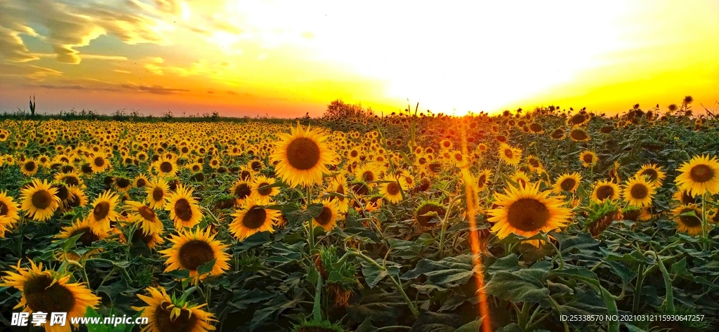 夕阳向日葵