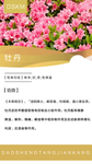 牡丹展板图片