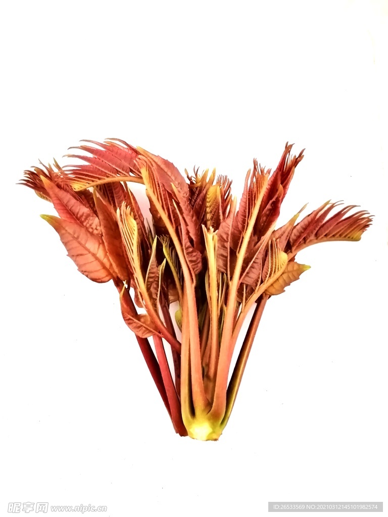 香椿 椿芽 野菜 春天 自然