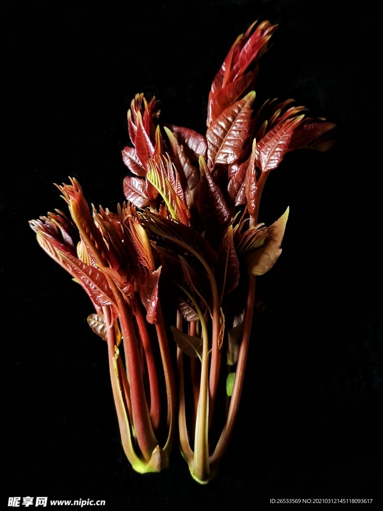 香椿 椿芽 野菜 春天 自然