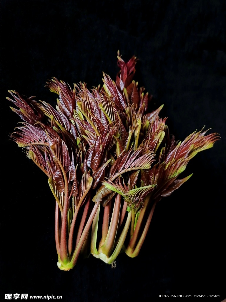 香椿 椿芽 野菜 春天 自然