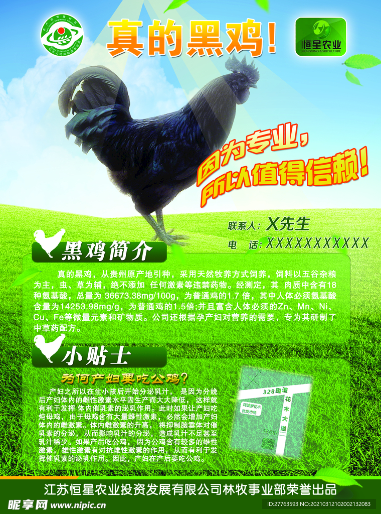 宣传单 传单 黑鸡  单页