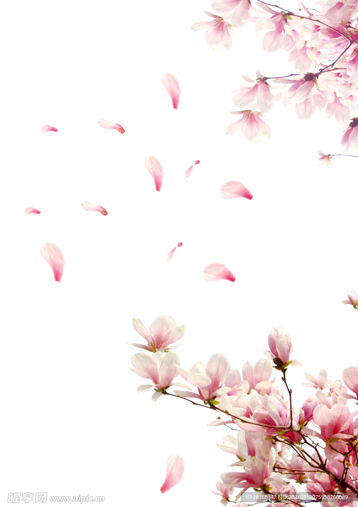 樱花素材
