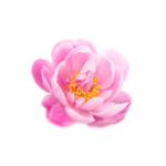 樱花素材