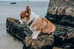 柯基犬