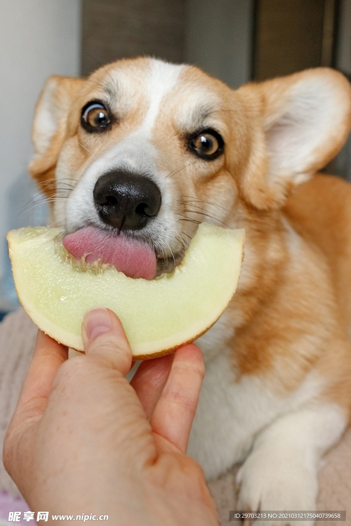 柯基犬