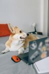 柯基犬