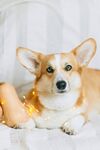柯基犬