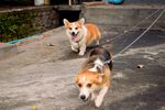 柯基犬