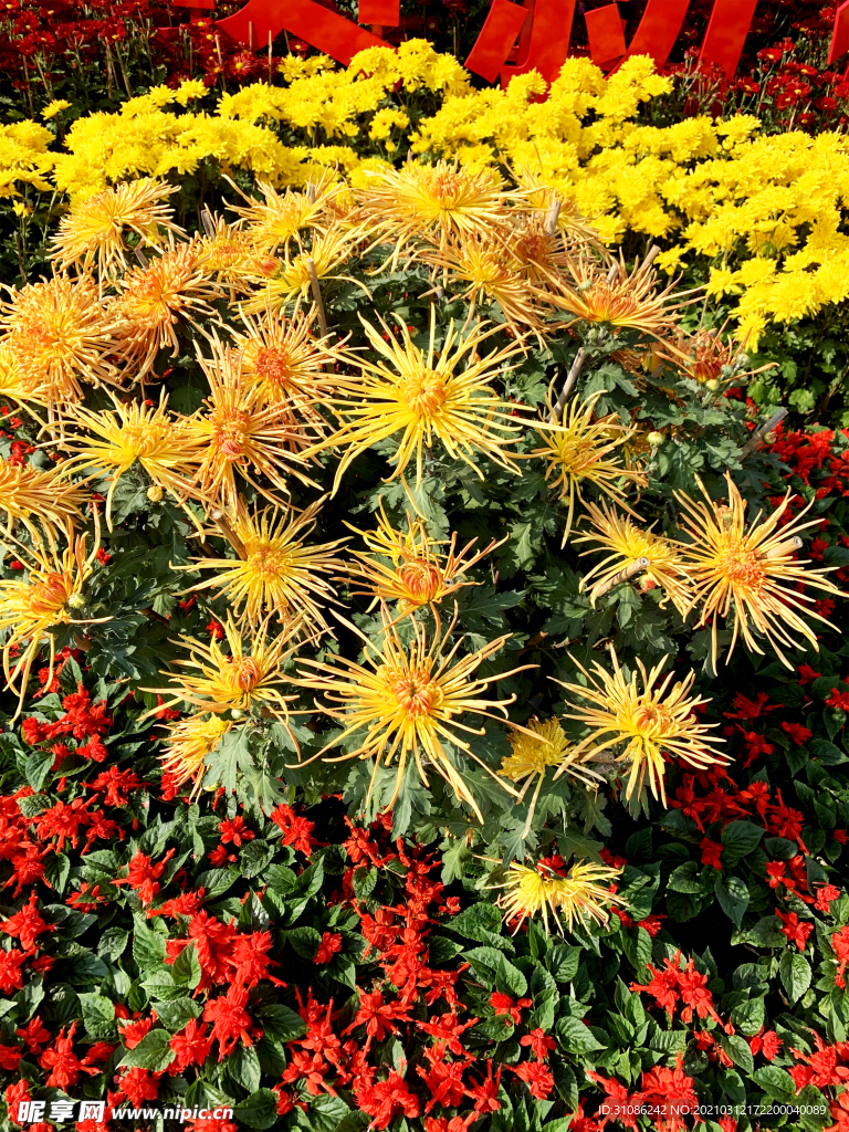 菊花