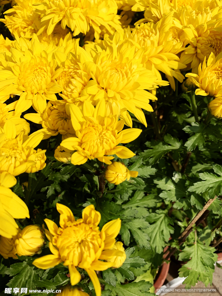 菊花