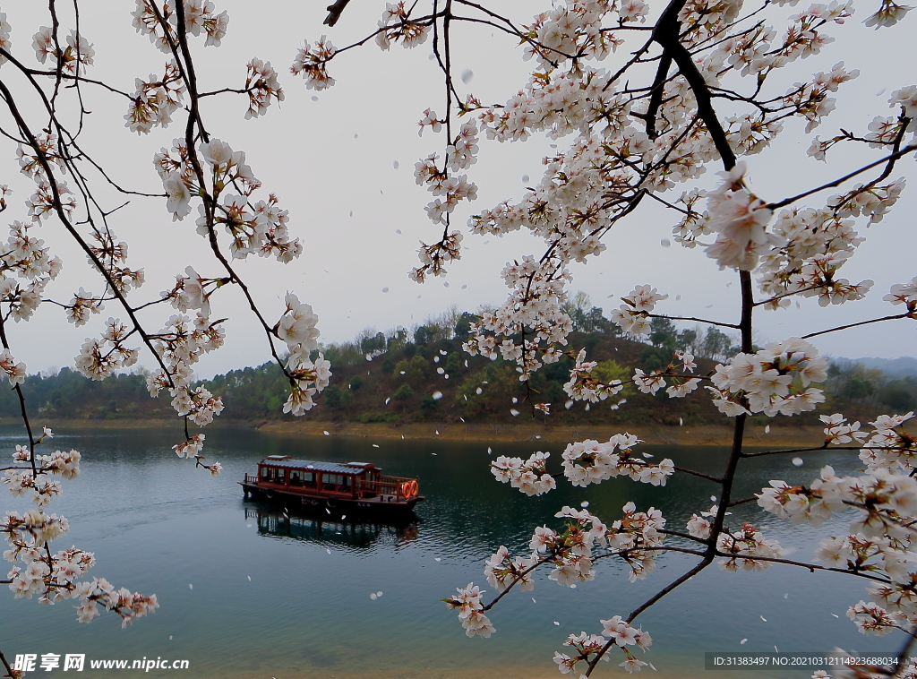 丁香花照片