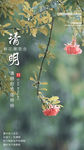 清明节