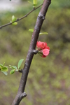 绿植 花