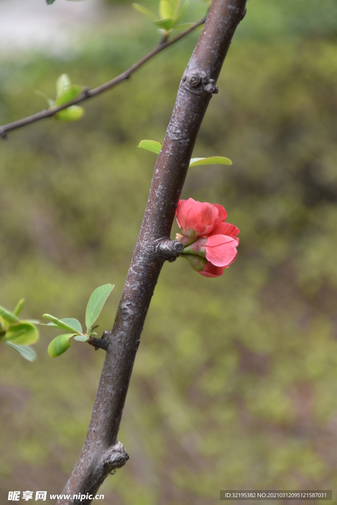 绿植 花