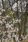 绿植 花