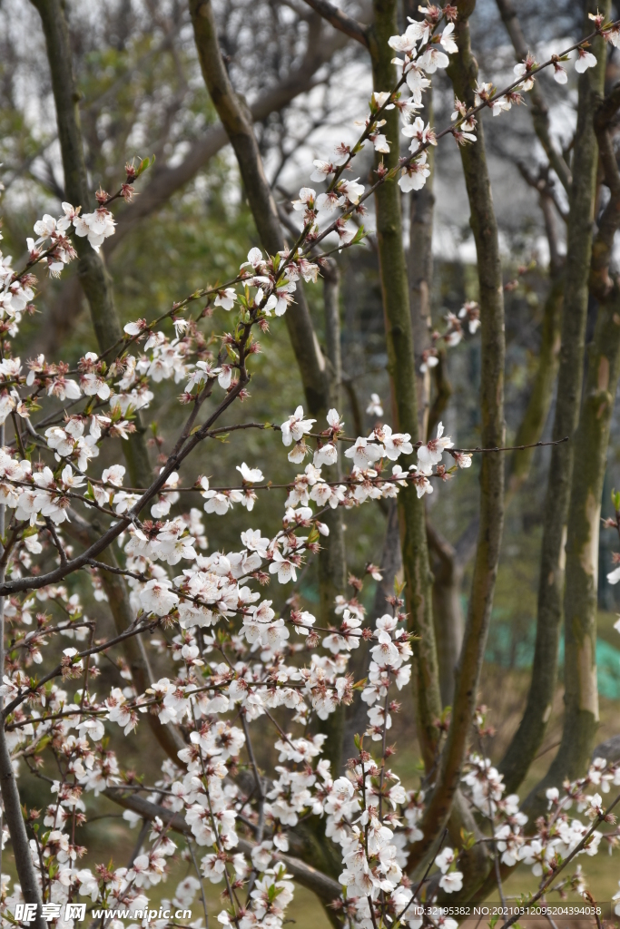 绿植 花