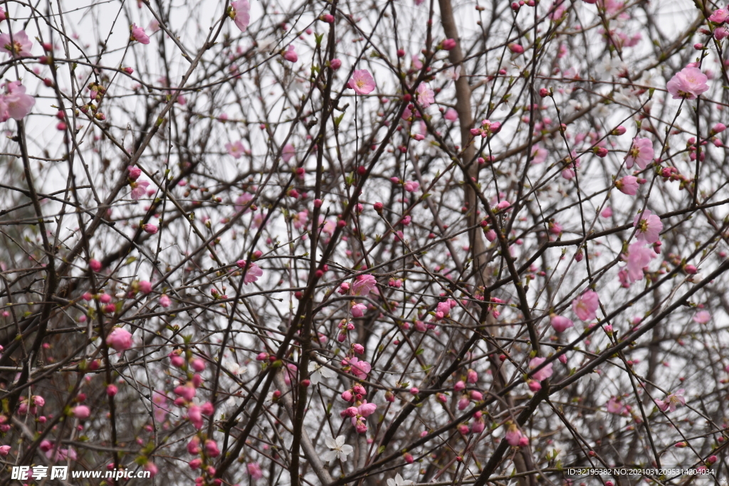 绿植花