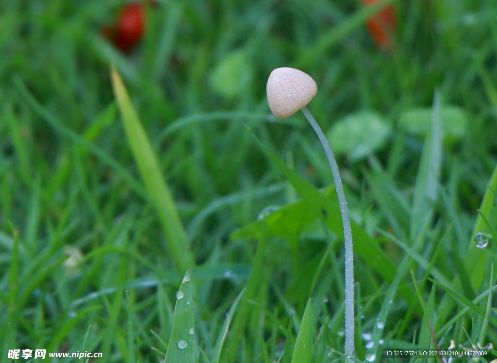 小蘑菇的草地