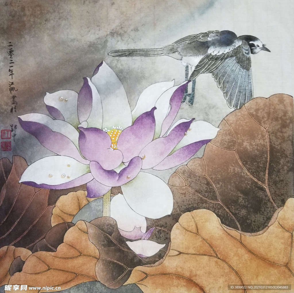 江帆工笔画荷花鹡鸰