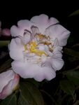 茶花