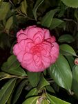 茶花
