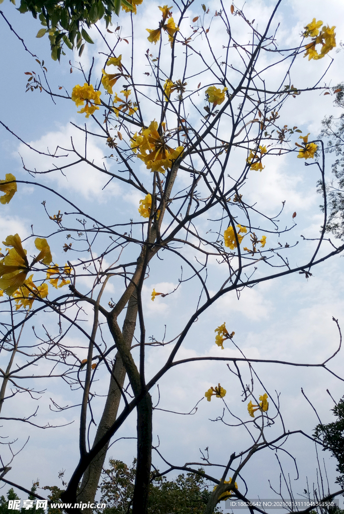 黄花树