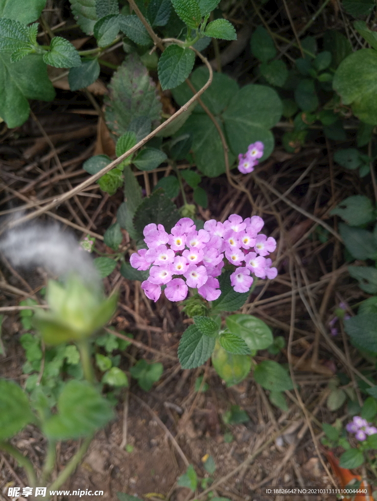 送你一朵小花