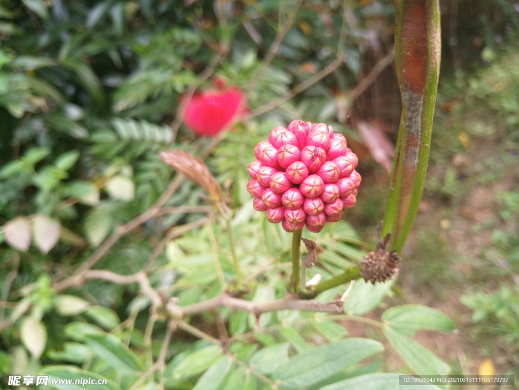 春天与花