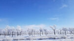 风景 雪景