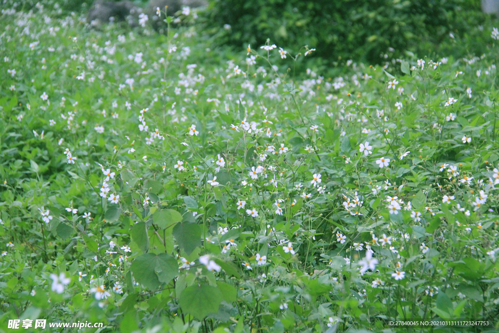 小白花