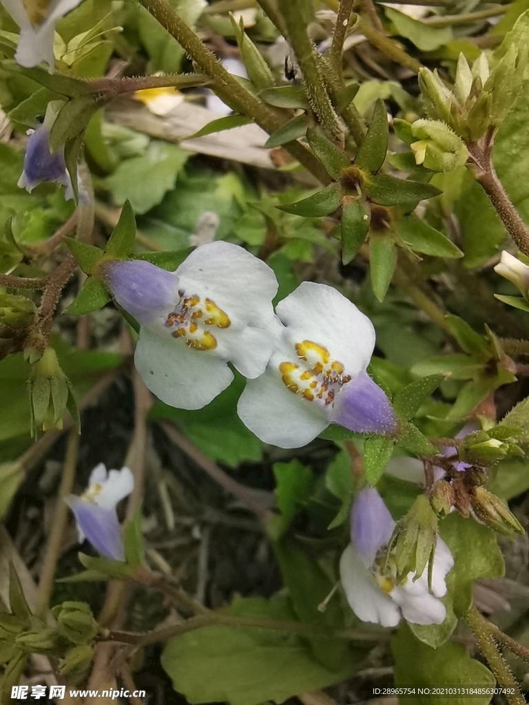 野花